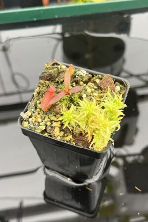 Close Up of Nepenthes albomarginata, red (Gunung Jerai) | Florae | SG | Florae Collaborative | FC-367 | 20928