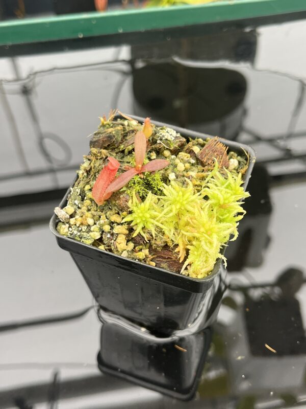 Close Up of Nepenthes albomarginata, red (Gunung Jerai) | Florae | SG | Florae Collaborative | FC-367 | 20928