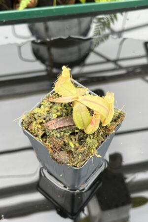 Close Up of Nepenthes ampullaria | Borneo Exotics | BE-3007 | 20785