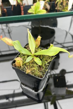 Close Up of Nepenthes ampullaria | Borneo Exotics | BE-3681 | 20930