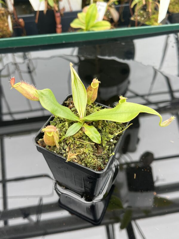 Close Up of Nepenthes ampullaria | Borneo Exotics | BE-3681 | 20930
