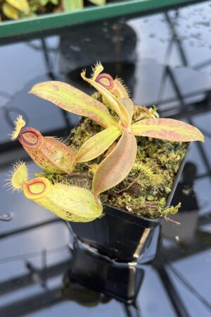 Close Up of Nepenthes ampullaria x hamata | Borneo Exotics | BE-3948 | 20865