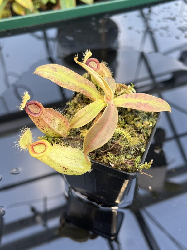 Close Up of Nepenthes ampullaria x hamata | Borneo Exotics | BE-3948 | 20865