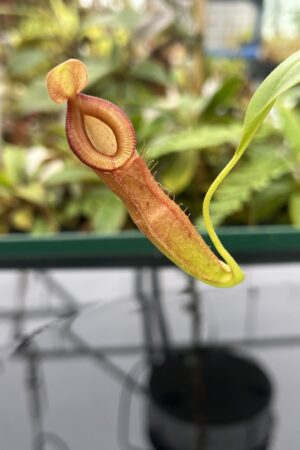 Close Up of Nepenthes (ampullaria x mirabilis) x dubia | Borneo Exotics | BE-3694 | 20808
