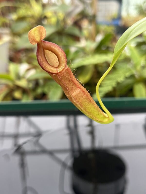Close Up of Nepenthes (ampullaria x mirabilis) x dubia | Borneo Exotics | BE-3694 | 20808