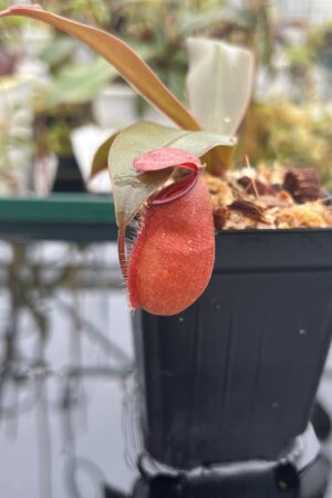 Close Up of Nepenthes ampullaria x sibuyanensis | Borneo Exotics | BE-4656 | 20929