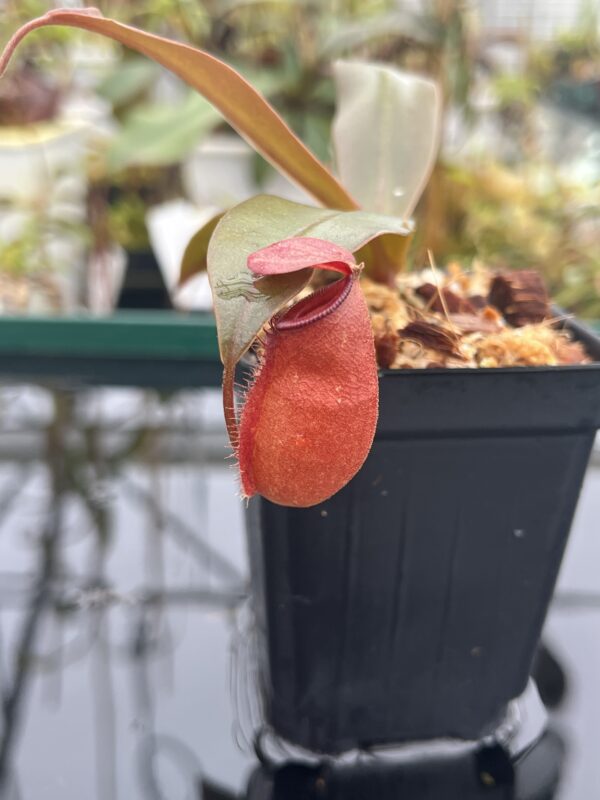 Close Up of Nepenthes ampullaria x sibuyanensis | Borneo Exotics | BE-4656 | 20929