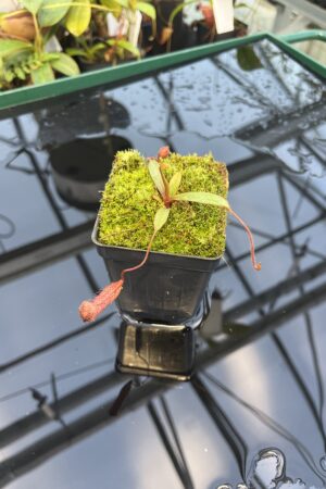 Close Up of Nepenthes argentii {Sibuyan, Philippines} | Best Carnivorous Plants | BCP-01 | 20875