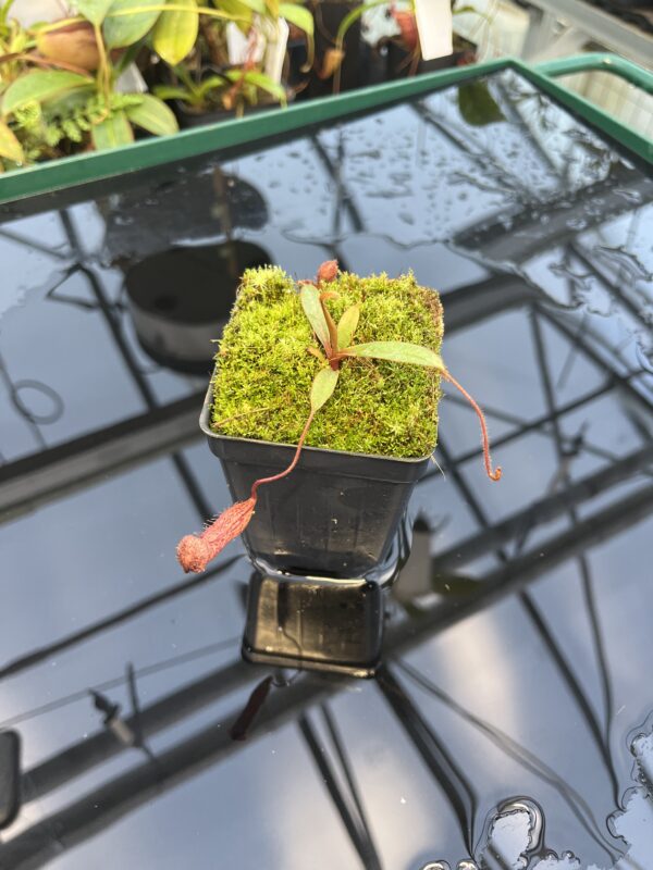 Close Up of Nepenthes argentii {Sibuyan, Philippines} | Best Carnivorous Plants | BCP-01 | 20875