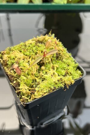 Close Up of Nepenthes argentii {Sibuyan, Philippines} | Best Carnivorous Plants | BCP-21 | 20751