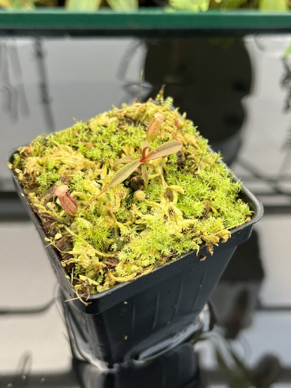 Close Up of Nepenthes argentii {Sibuyan, Philippines} | Best Carnivorous Plants | BCP-21 | 20751