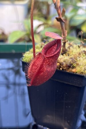 Close Up of Nepenthes aristolochioides x diabolica | Borneo Exotics | BE-3898 | 20888