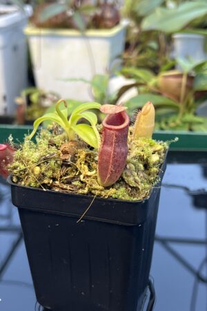 Close Up of Nepenthes (aristolocioides x flava) x edwardsiana | individual seedling (ISC) | Andreas Wistuba | AW-Nx_(aristXflav)Xed.1 | 20899