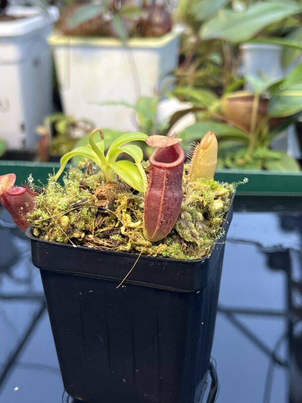 Close Up of Nepenthes (aristolocioides x flava) x edwardsiana | individual seedling (ISC) | Andreas Wistuba | AW-Nx_(aristXflav)Xed.1 | 20899