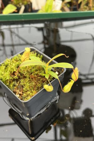Close Up of Nepenthes barcelonae {mix of clones, Luzon, Philippines} | Best Carnivorous Plants | BCP-1832 | H21051