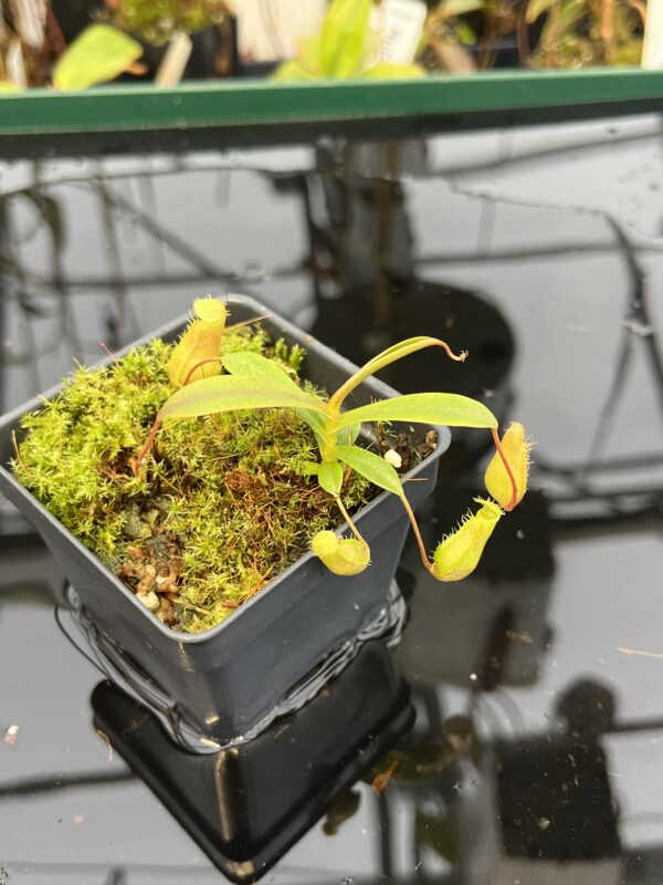 Close Up of Nepenthes barcelonae {mix of clones, Luzon, Philippines} | Best Carnivorous Plants | BCP-1832 | H21051