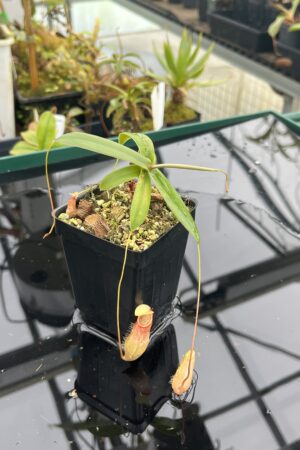Close Up of Nepenthes bellii {Mindanao, Philippines} | Best Carnivorous Plants | BCP-1713 | L20933
