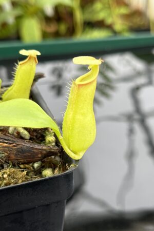 Close Up of Nepenthes bicalcarata | Borneo Exotics | BE-3031 | 20784
