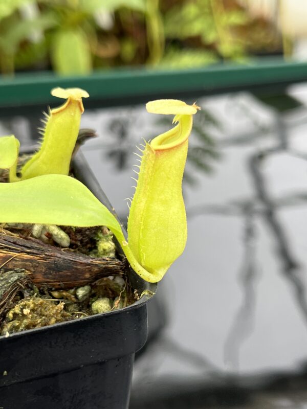Close Up of Nepenthes bicalcarata | Borneo Exotics | BE-3031 | 20784