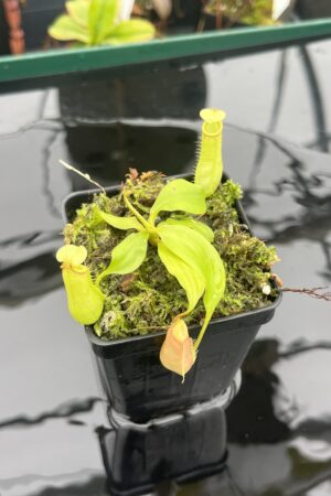 Close Up of Nepenthes bicalcarata | Borneo Exotics | BE-3031 | L20904