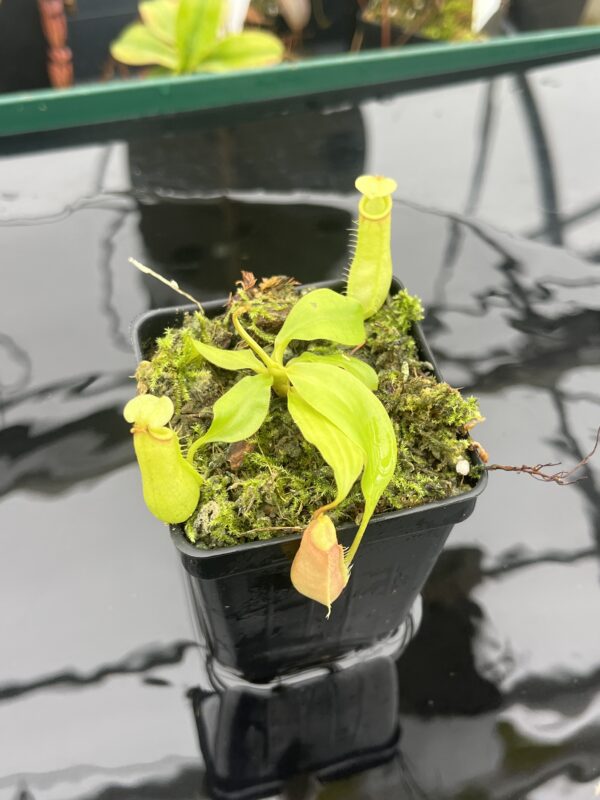 Close Up of Nepenthes bicalcarata | Borneo Exotics | BE-3031 | L20904