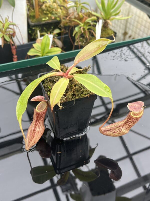 Close Up of Nepenthes boschiana | Borneo Exotics | BE-3643 | 20925