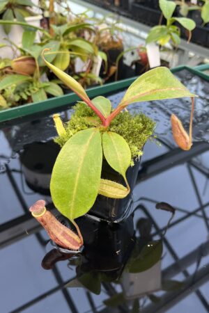 Close Up of Nepenthes boschiana | MKS | Florae | Assorted Clones | Florae Collaborative | FC-483 | 20869