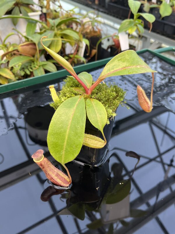 Close Up of Nepenthes boschiana | MKS | Florae | Assorted Clones | Florae Collaborative | FC-483 | 20869