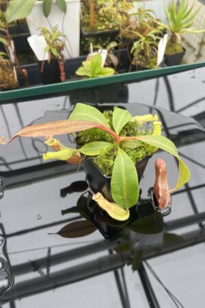 Close Up of Nepenthes boschiana | MKS | Florae | Assorted Clones | Florae Collaborative | FC-483 | 20903