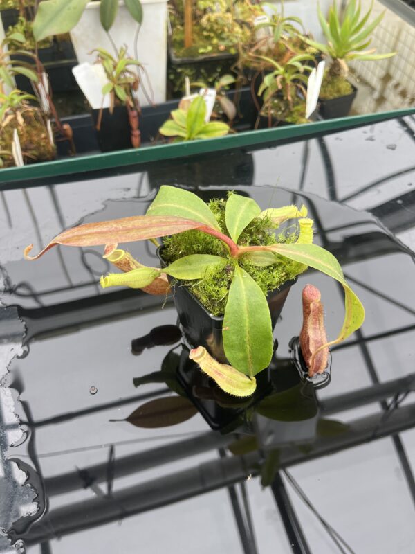 Close Up of Nepenthes boschiana | MKS | Florae | Assorted Clones | Florae Collaborative | FC-483 | 20903