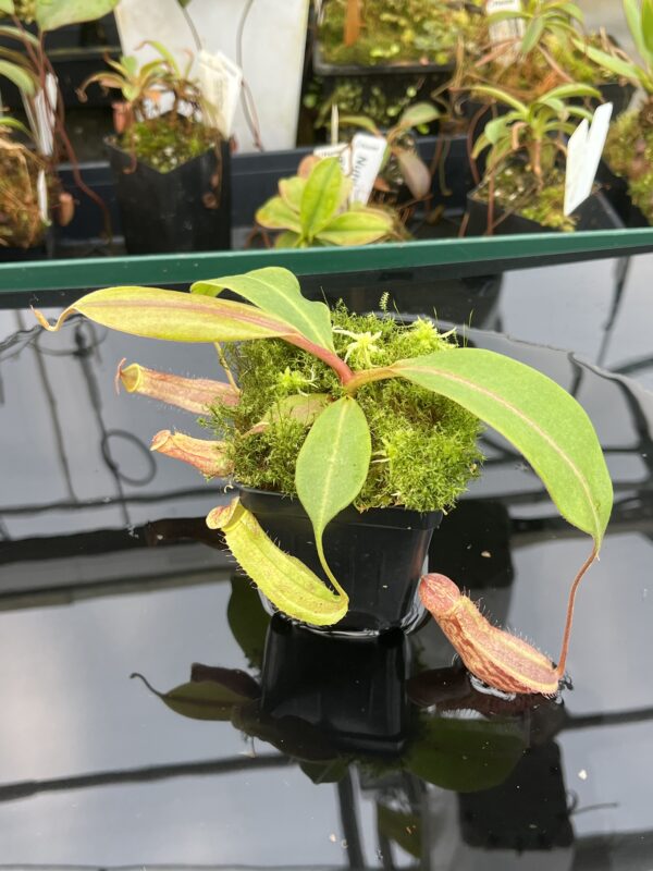 Close Up of Nepenthes boschiana | MKS | Florae | Assorted Clones | Florae Collaborative | FC-483 | 21003