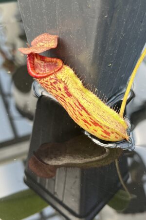Close Up of Nepenthes boschiana x lowii | Borneo Exotics | BE-4067 | 20854