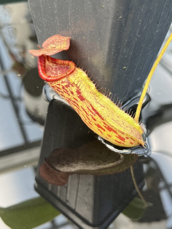 Close Up of Nepenthes boschiana x lowii | Borneo Exotics | BE-4067 | 20854