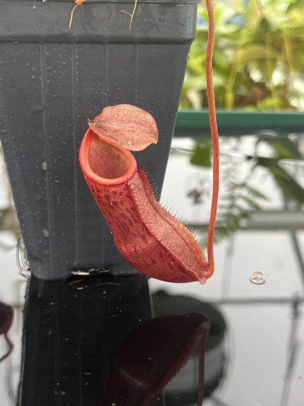 Close Up of Nepenthes boschiana x mira | Borneo Exotics | BE-3675 | 20809