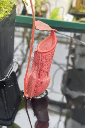 Close Up of Nepenthes boschiana x mira | Borneo Exotics | BE-3675 | 20923