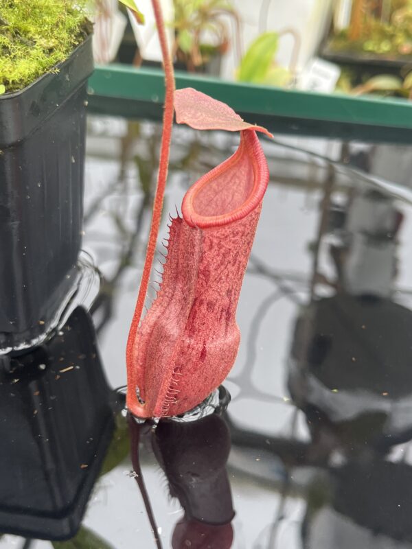 Close Up of Nepenthes boschiana x mira | Borneo Exotics | BE-3675 | 20923