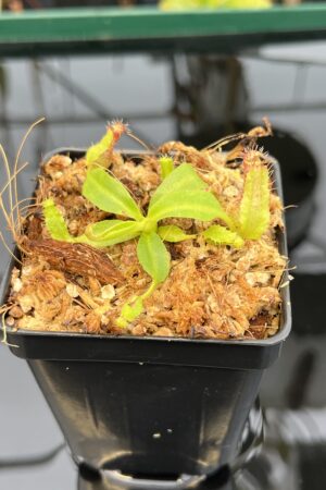 Close Up of Nepenthes (boschiana x veitchii (m) Bario - squat, pink) x (lowii x truncata - giant) | Florae | Florae Collaborative | FC-397.10 | IN21013