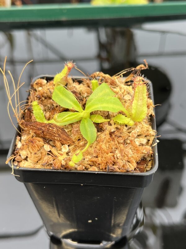 Close Up of Nepenthes (boschiana x veitchii (m) Bario - squat, pink) x (lowii x truncata - giant) | Florae | Florae Collaborative | FC-397.10 | IN21013