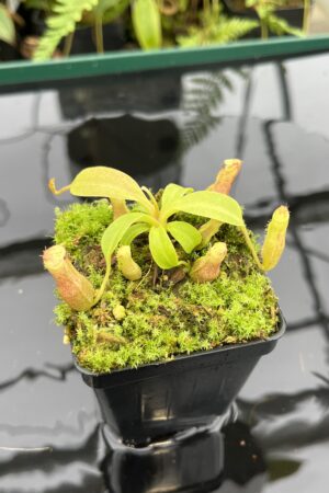 Close Up of Nepenthes boschiana x villosa | JH | Florae | Clone 7 | Florae Collaborative | FC-366.07 | 20789