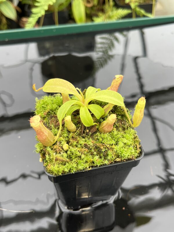 Close Up of Nepenthes boschiana x villosa | JH | Florae | Clone 7 | Florae Collaborative | FC-366.07 | 20789