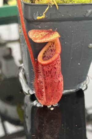 Close Up of Nepenthes burbidgeae x mira | Borneo Exotics | BE-3999 | H20946