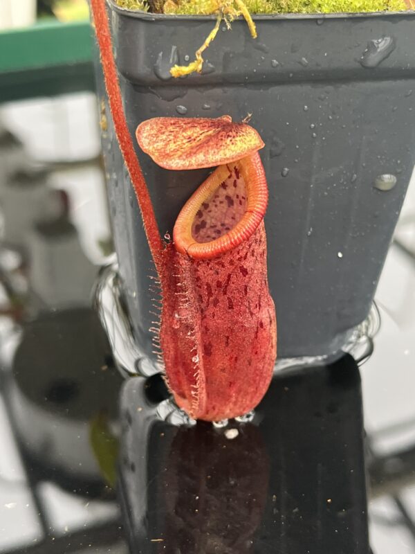 Close Up of Nepenthes burbidgeae x mira | Borneo Exotics | BE-3999 | H20946