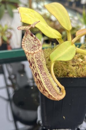 Close Up of Nepenthes burbidgeae x platychila | Borneo Exotics | BE-3886 | 20947