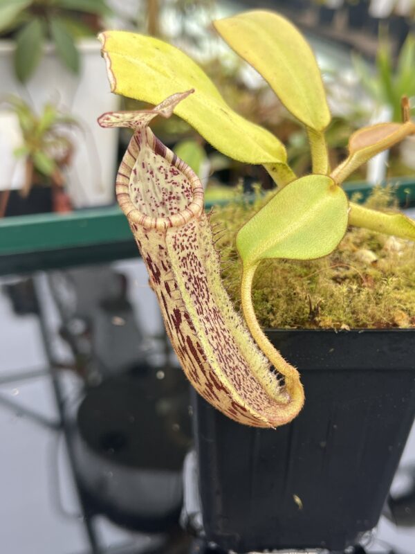 Close Up of Nepenthes burbidgeae x platychila | Borneo Exotics | BE-3886 | 20947