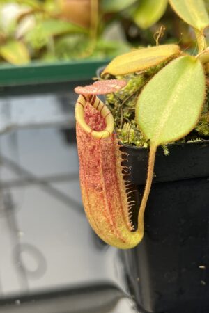 Close Up of Nepenthes burbidgeae x (veitchii x lowii) | Borneo Exotics | BE-3993 | 20858