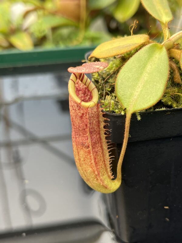 Close Up of Nepenthes burbidgeae x (veitchii x lowii) | Borneo Exotics | BE-3993 | 20858