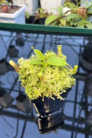Close Up of Nepenthes burbidgeae x villosa | JH | Florae | Clone 6 | Florae Collaborative | FC-357.06 | 20897