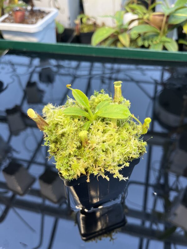 Close Up of Nepenthes burbidgeae x villosa | JH | Florae | Clone 6 | Florae Collaborative | FC-357.06 | 20897
