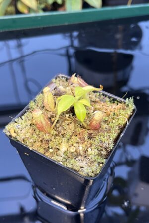 Close Up of Nepenthes burbidgeae x villosa | JH | Florae | Clone 9 | Florae Collaborative | FC-357.09 | 20886