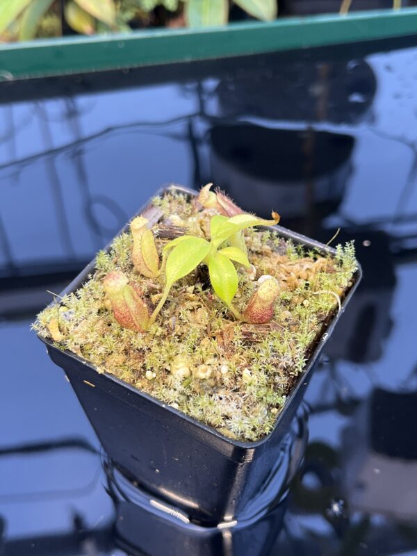 Close Up of Nepenthes burbidgeae x villosa | JH | Florae | Clone 9 | Florae Collaborative | FC-357.09 | 20886